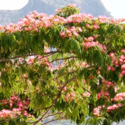 Collection de 3 arbustes : cyprès, céanothe, albizia - Structure vos espaces verts