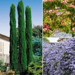 Collection de 3 arbustes : cyprès, céanothe, albizia - Structure vos espaces verts