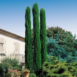 Collection de 3 arbustes : cyprès, céanothe, albizia - Structure vos espaces verts