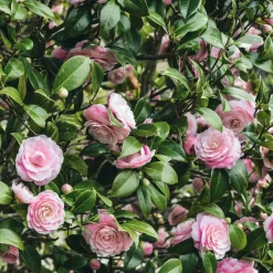 Collection de 3 arbustes d'ombre : hortensia, camélia, bambou - Une combinaison unique et vibrante