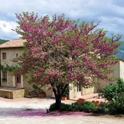 Collection de 2 arbustes : Forsythia et Arbre de Judée - Association idéale pour jardins