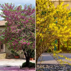 Collection de 2 arbustes : Forsythia et Arbre de Judée - Association idéale pour jardins