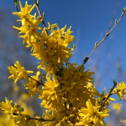 Collection de 2 arbustes : Forsythia et Arbre de Judée - Association idéale pour jardins