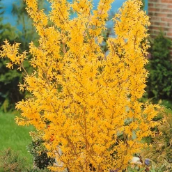 Collection de 2 arbustes : Forsythia et Arbre de Judée - Association idéale pour jardins