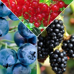 Collection de 3 arbustes fruitiers spécial confiture : groseiller, myrtiller, mûrier - Parfaites pour les confitures maison