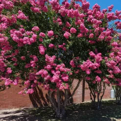 Collection de 3 arbustes : lagerstroemia, callistemon, genêt - Résistant et décoratif