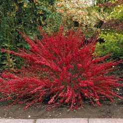 Collection de 3 arbustes : lagerstroemia, callistemon, genêt - Résistant et décoratif