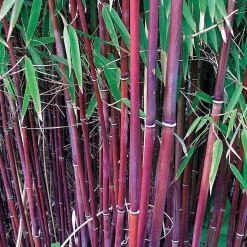Collection de 3 arbustes pour jardin japonais - Ambiance asiatique
