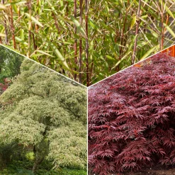 Collection de 3 arbustes pour jardin japonais - Ambiance asiatique