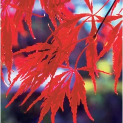 Collection de 3 arbustes pour jardin japonais - Ambiance asiatique