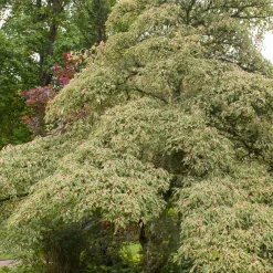 Collection de 3 arbustes pour jardin japonais - Ambiance asiatique