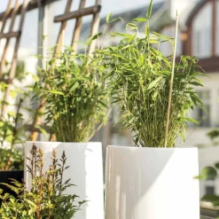 Collection de 3 arbustes pour terrasse et jardin japonais - Ambiance japonisante
