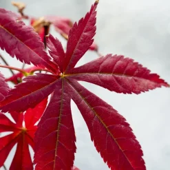 Collection de 2 arbustes : érable pourpre et oranger du Mexique doré - Apporte de la couleur au jardin