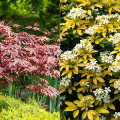 Collection de 2 arbustes : érable pourpre et oranger du Mexique doré - Apporte de la couleur au jardin