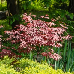 Collection de 2 arbustes : érable pourpre et oranger du Mexique doré - Apporte de la couleur au jardin