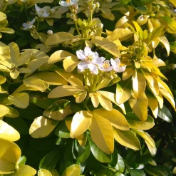 Collection de 2 arbustes : érable pourpre et oranger du Mexique doré - Apporte de la couleur au jardin