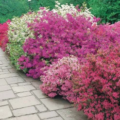 Collection de 3 Azalées du Japon : rouge, rose, violette - De la couleur dans vos massifs