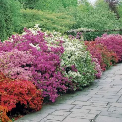 Collection de 3 Azalées du Japon : rouge, rose, violette - De la couleur dans vos massifs