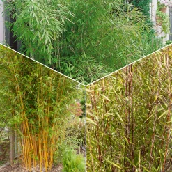 Collection de 3 Bambous : vert, jaune, rouge - Bambous décoratifs, brise-vent