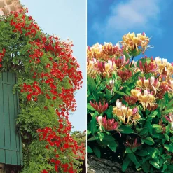 Collection de Bignone et Chèvrefeuille - Duo de grimpantes fleurit