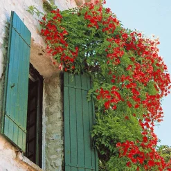Collection de Bignone et Chèvrefeuille - Duo de grimpantes fleurit