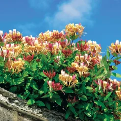 Collection de Bignone et Chèvrefeuille - Duo de grimpantes fleurit