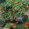 Collection de 3 Brugmansias : rouge et or, jaune, rose - Idéal pour créer un coin tropical