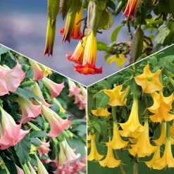 Collection de 3 Brugmansias : rouge et or, jaune, rose - Idéal pour créer un coin tropical