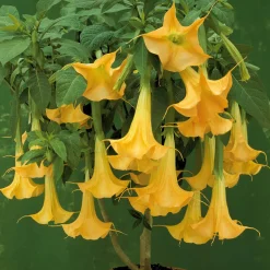 Collection de 3 Brugmansias : rouge et or, jaune, rose - Idéal pour créer un coin tropical