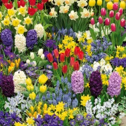 Collection de 200 Bulbes à floraison printanière - 200 fleurs, zéro effort
