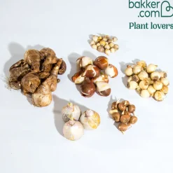 Collection de 75 Bulbes pour terrasse et jardin - 75 bulbes, un printemps éclatant
