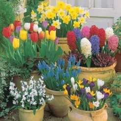Collection de 75 Bulbes pour terrasse et jardin - 75 bulbes, un printemps éclatant