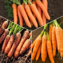 Collection de carottes : Nantaise, Carentan, Colmar - Trois saveurs, une récolte