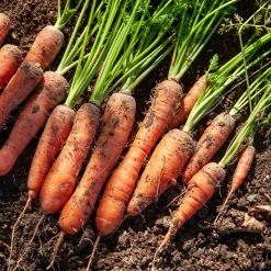 Collection de carottes : Nantaise, Carentan, Colmar - Trois saveurs, une récolte