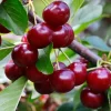 Collection de Cerisiers : Bigarreau Napoléon, Van, Summit - Idéal pour jardins fruitiers