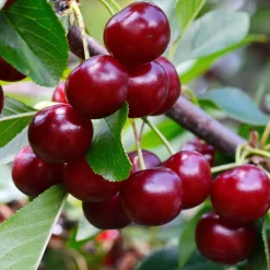 Collection de Cerisiers : Bigarreau Napoléon, Van, Summit - Idéal pour jardins fruitiers