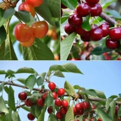 Collection de Cerisiers : Bigarreau Napoléon, Van, Summit - Idéal pour jardins fruitiers