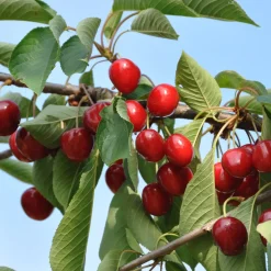 Collection de Cerisiers : Bigarreau Napoléon, Van, Summit - Idéal pour jardins fruitiers
