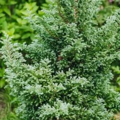 Collection de 5 conifères persistants - Un jardin vert toute l'année