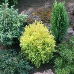 Collection de 5 conifères persistants - Un jardin vert toute l'année