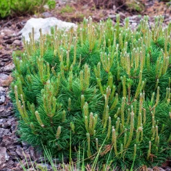 Collection de 5 conifères persistants - Un jardin vert toute l'année