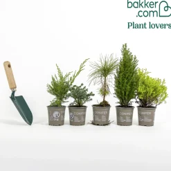Collection de 5 conifères persistants - Un jardin vert toute l'année