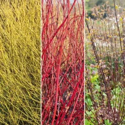 Collection de 3 Cornouillers : jaune, noir, rouge - Parfaite pour massifs contrastés