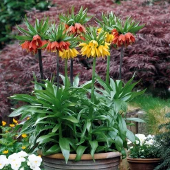 Collection de 3 Couronnes impériales : jaune, rouge, orange - Le port royal au jardin
