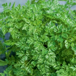 Collection de fines herbes : Persil, Basilic, Cerfeuil, Ciboulette - 4 herbes fraîches maison