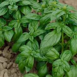 Collection de fines herbes : Persil, Basilic, Cerfeuil, Ciboulette - 4 herbes fraîches maison