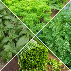 Collection de fines herbes : Persil, Basilic, Cerfeuil, Ciboulette - 4 herbes fraîches maison