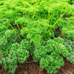 Collection de fines herbes : Persil, Basilic, Cerfeuil, Ciboulette - 4 herbes fraîches maison