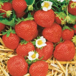Collection de 60 fraises de 6 mois : Mara des Bois, Maestro, Gariguette - Parfumées et faciles à cultiver