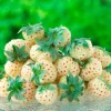 Collection de 4 fraisiers originaux - Parfait pour desserts originaux